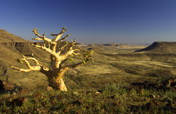 Etendeka Mountain Camp Etendeka Mountain Camp: Sukkulenten