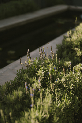 Fancy Fritz B&B: Lavendel