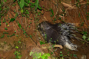 Forsyth Lodge Forsyth Lodge: Stachelschwein