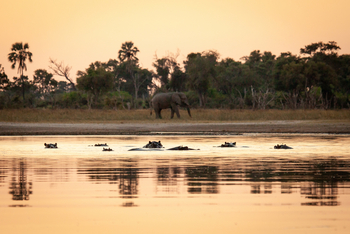 Gomoti Plains Camp: Tiere und Landschaft