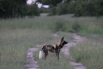 Imvelo Safaris Imvelo Safaris: Wildhund auf Weg