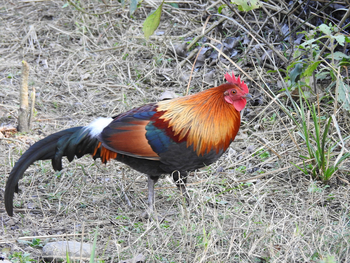 Jim's Jungle Retreat: Jungle Fowl