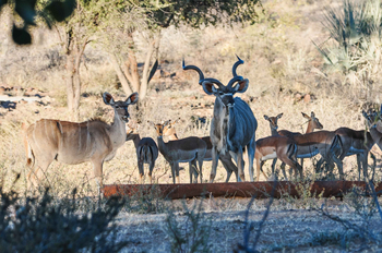 Kalahari Bushbreaks: Kudus und Impalas