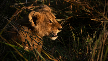 Kandili Camp: Kleiner Löwe