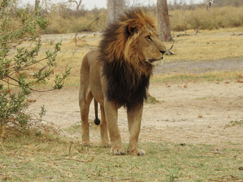 Lebala Camp Lebala Camp: Seine Majestät