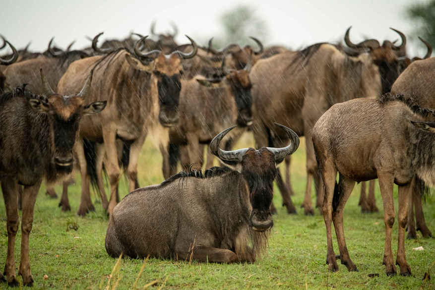 Mara Kati Kati Tented Camp