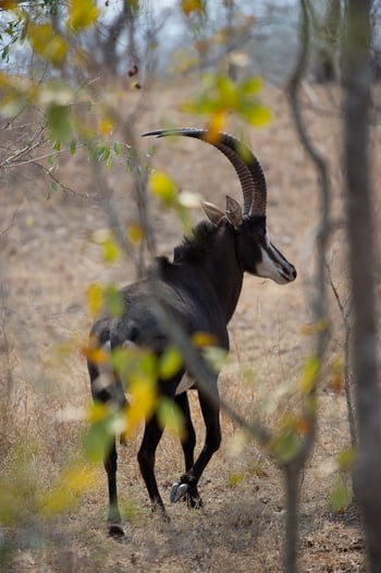 Mkulumadzi Lodge: Rappenantilope