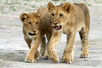 Mogotlho Safari Lodge Mogotlho Safari Lodge: Junge Löwen