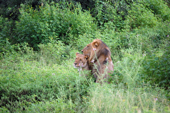 Muchenje Safari Lodge: Löwenpärchen