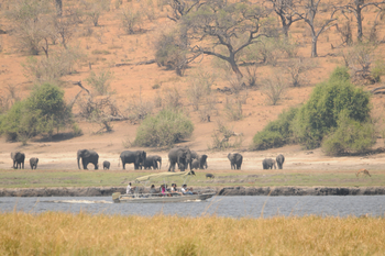 Ngoma Safari Lodge Ngoma Safari Lodge: Elefantenherde