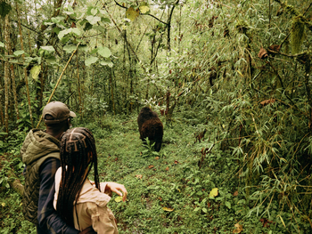 One and Only Gorilla's Nest: Gorilla Trekking im Wald