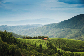 One and Only Nyungwe House: Hügellandschaft