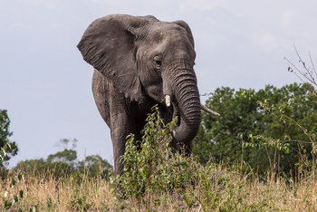 Saruni Eagle View Saruni Eagle View: Elefantenbulle