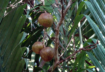 Sunderban Tiger Camp: Xylocarpus granatum