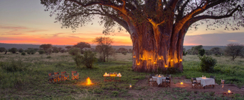 Tarangire Ndovu Tented Lodge: Dinner unter einem Baobab