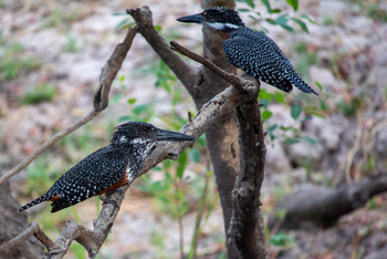 Thorntree River Lodge Thorntree River Lodge: Rieseneisvögel
