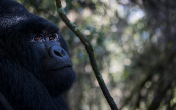 Volcanoes Bwindi Lodge: Gorillablick