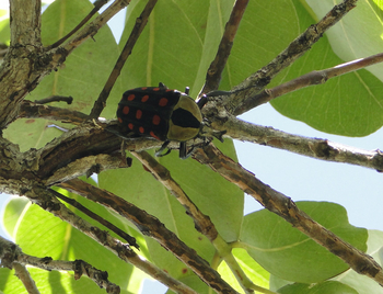Wasa Lodge: Orange Spotted Fruit Chafer