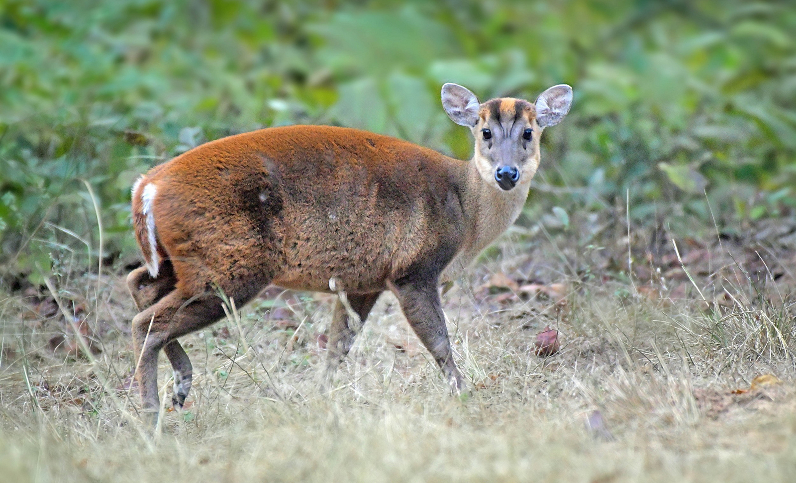 Bandhavgarh Jungle Lodge Bandhavgarh Jungle Lodge: Barking Deer