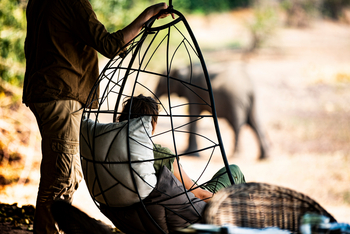 Chikwenya Camp Chikwenya Camp: Hängesessel