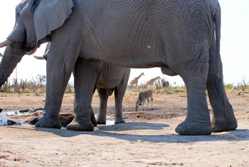 Elephant Pan Camp: Giraffen und Eland unter Elefant