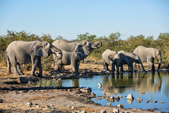 Etosha Heights Game Reserve: Tiere und Landschaft