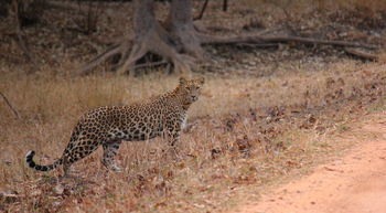 Flame of the Forest Safari Lodge: Leopard am Pistenrand