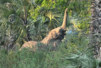 Gorongosa Safaris: Elefant mit ausgestrecktem Rüssel