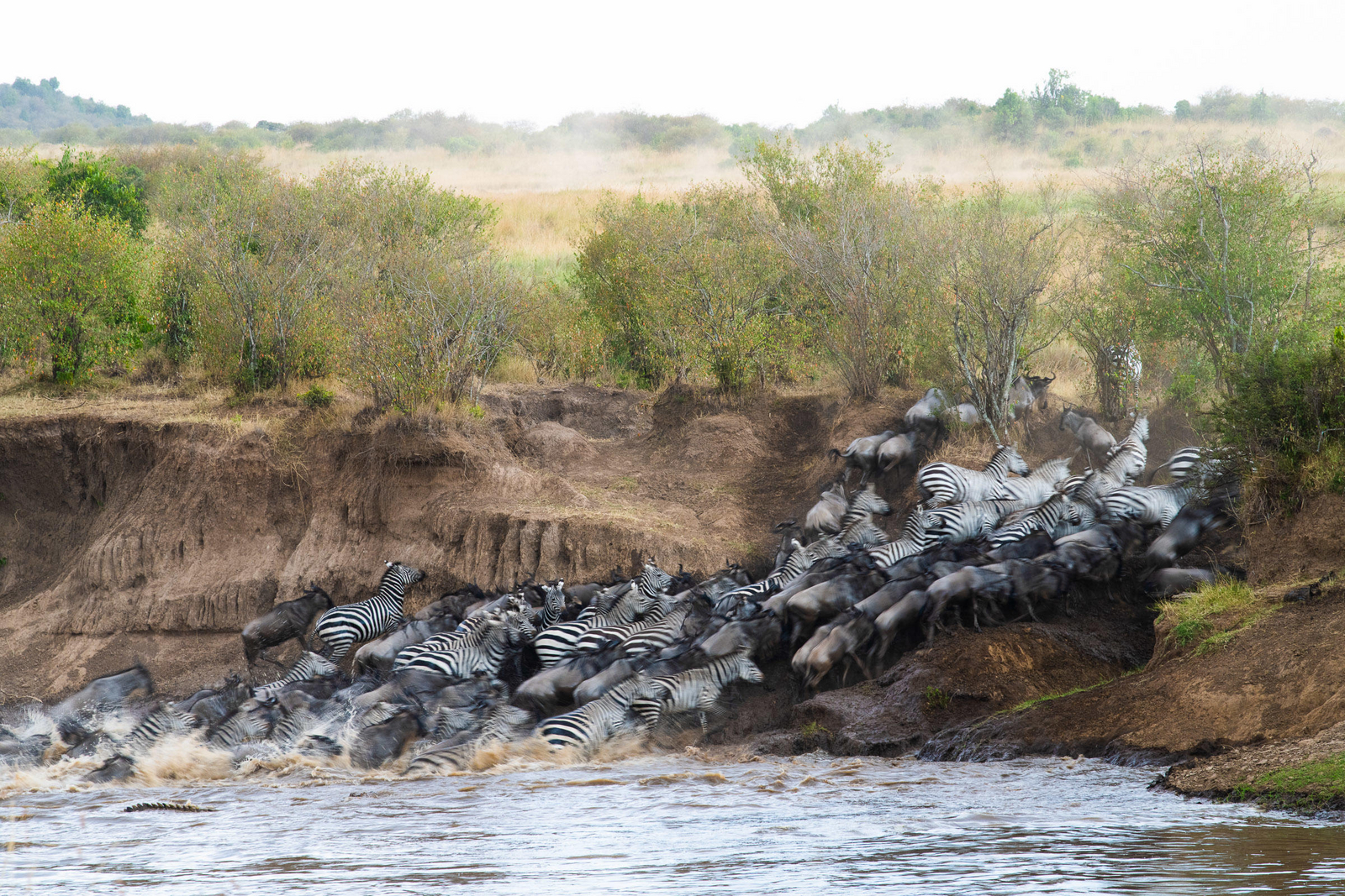 Governors' Il Moran Camp Governors' Il Moran Camp: Zebra Crossing