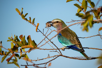 Ikuka Safari Camp: Gabelracke mit Grille
