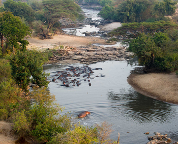 Kirawira Serena Camp: Hippo-Pool
