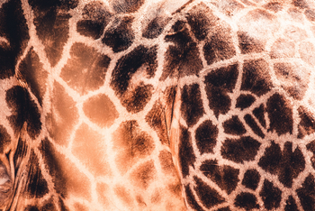 Lebala Camp Lebala Camp: Giraffenfell