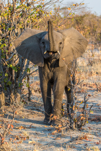 Lebala Camp Lebala Camp: Witternder Elefant