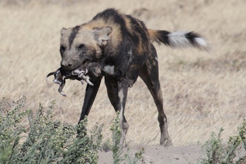 Legendary Mwiba Lodge: Wildhündin mit Welpe