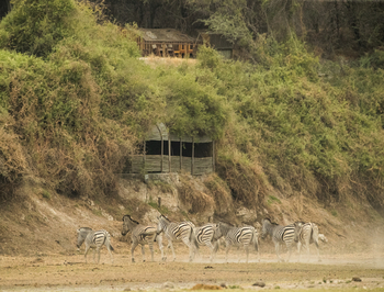 Leroo La Tau Lodge: Zebras am Beobachtungsunterstand