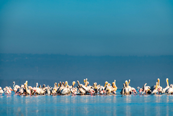 Loldia House: Lake Nakuru
