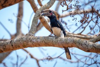 Mkulumadzi Lodge: Trumpeter Hornbill