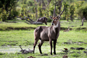 Mogotlho Safari Lodge Mogotlho Safari Lodge: Wasserbock