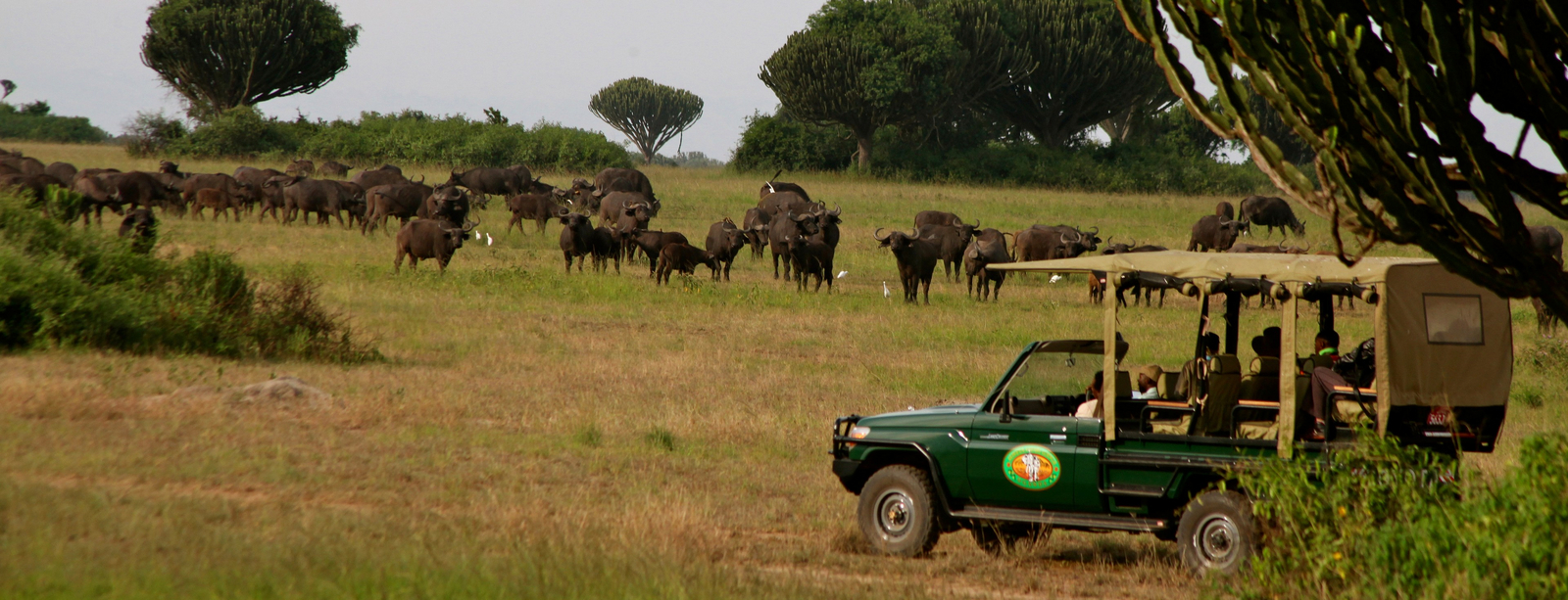 Mweya Safari Lodge Mweya Safari Lodge: Büffelherde