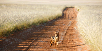 Namtib Desert Lodge: Schakal