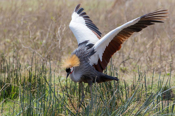 Nyikani Camp Central Serengeti: Crowned Crane