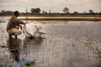 Okavango Explorers Camp Okavango Explorers Camp: Elefantenschädel