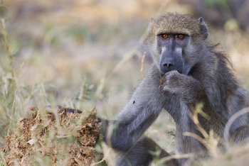 Okuti Camp: Futter aus dem Elefantendung