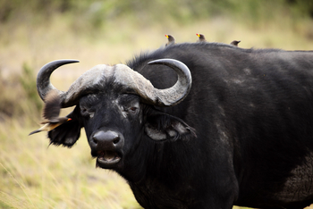 Oliver's Camp: Büffel und Oxpecker