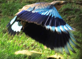 Pench Jungle Camp: Hinduracke im Flug