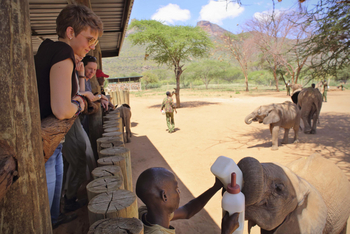 Sarara Tree: Elefantenfütterung