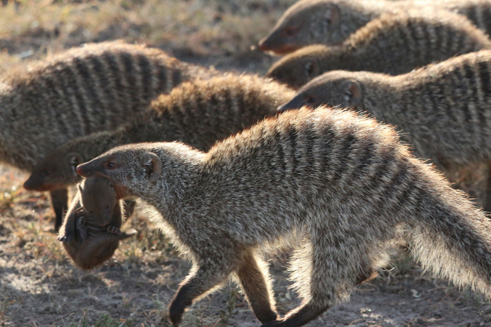 Saruni Mara Camp Saruni Mara Camp: Mangusten mit kostbarer Fracht