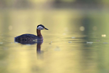 Sawai Vilas: Surwal Lake - Red-necked Grebe