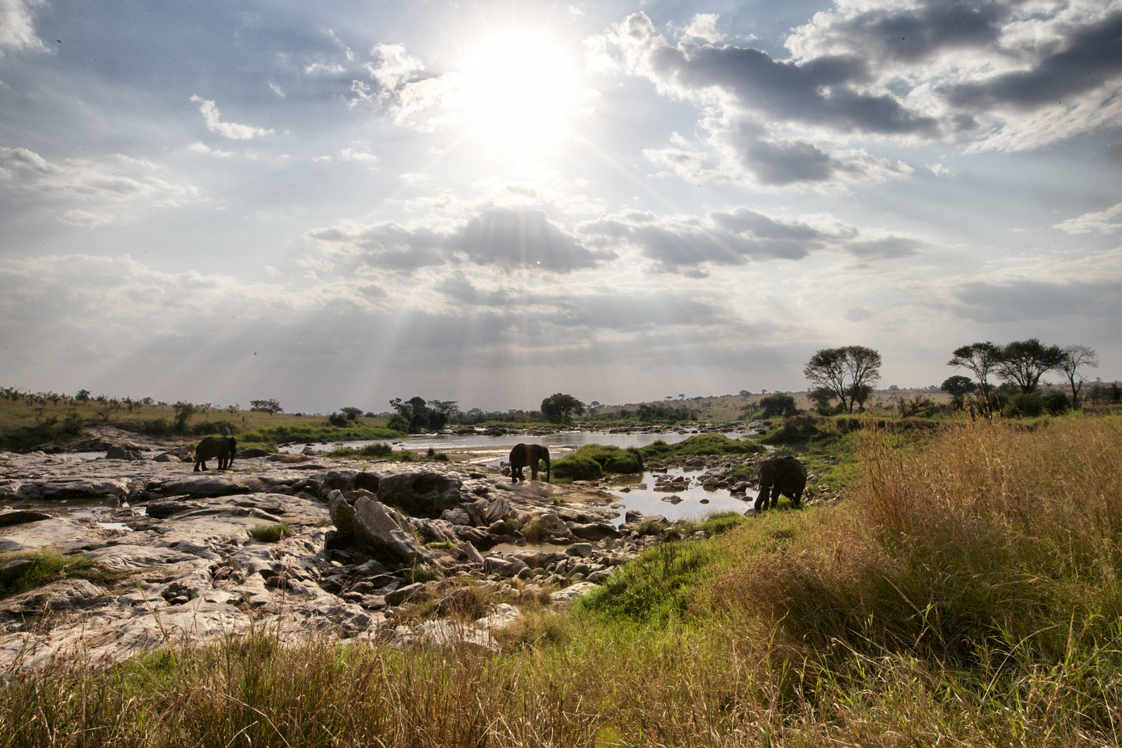 Serian Serengeti Mobile Kusini Camp Serian Serengeti Mobile Kusini Camp: Elefanten