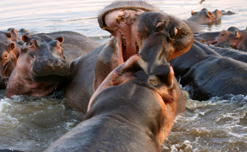 Shenton Safaris: Hippo Hide